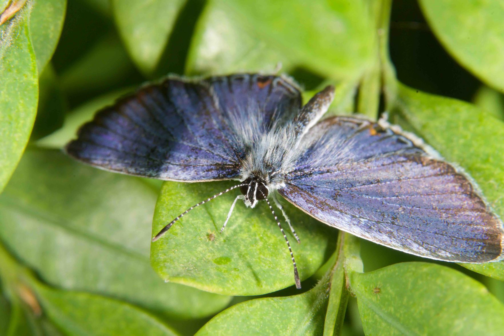 Eastern-tailed blue